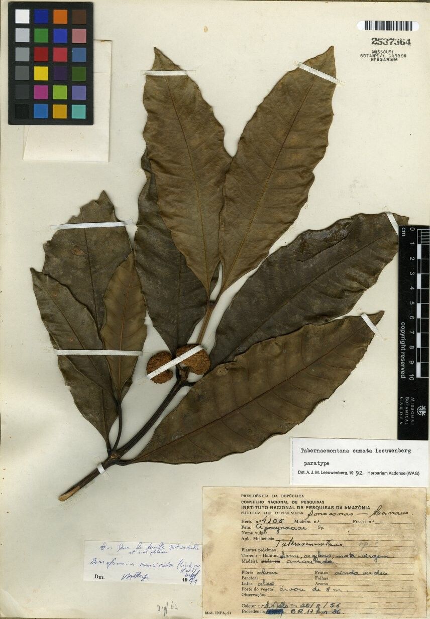 Tabernaemontana cumata fruit