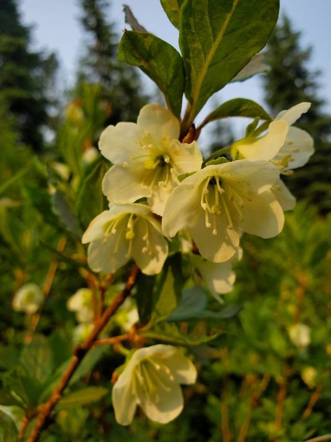 Rhododendron albiflorum flower