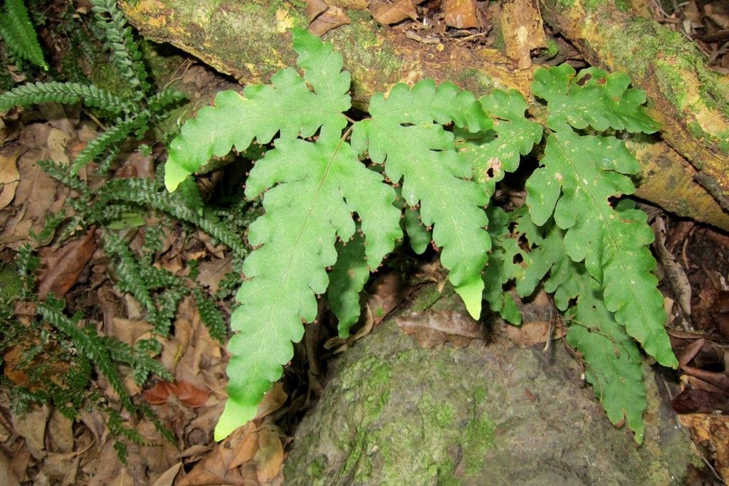 Tectaria moorei habit