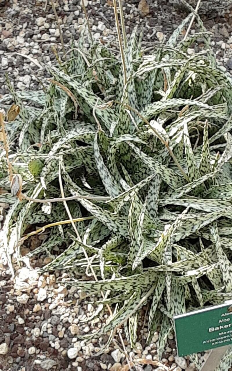Aloe bakeri bark