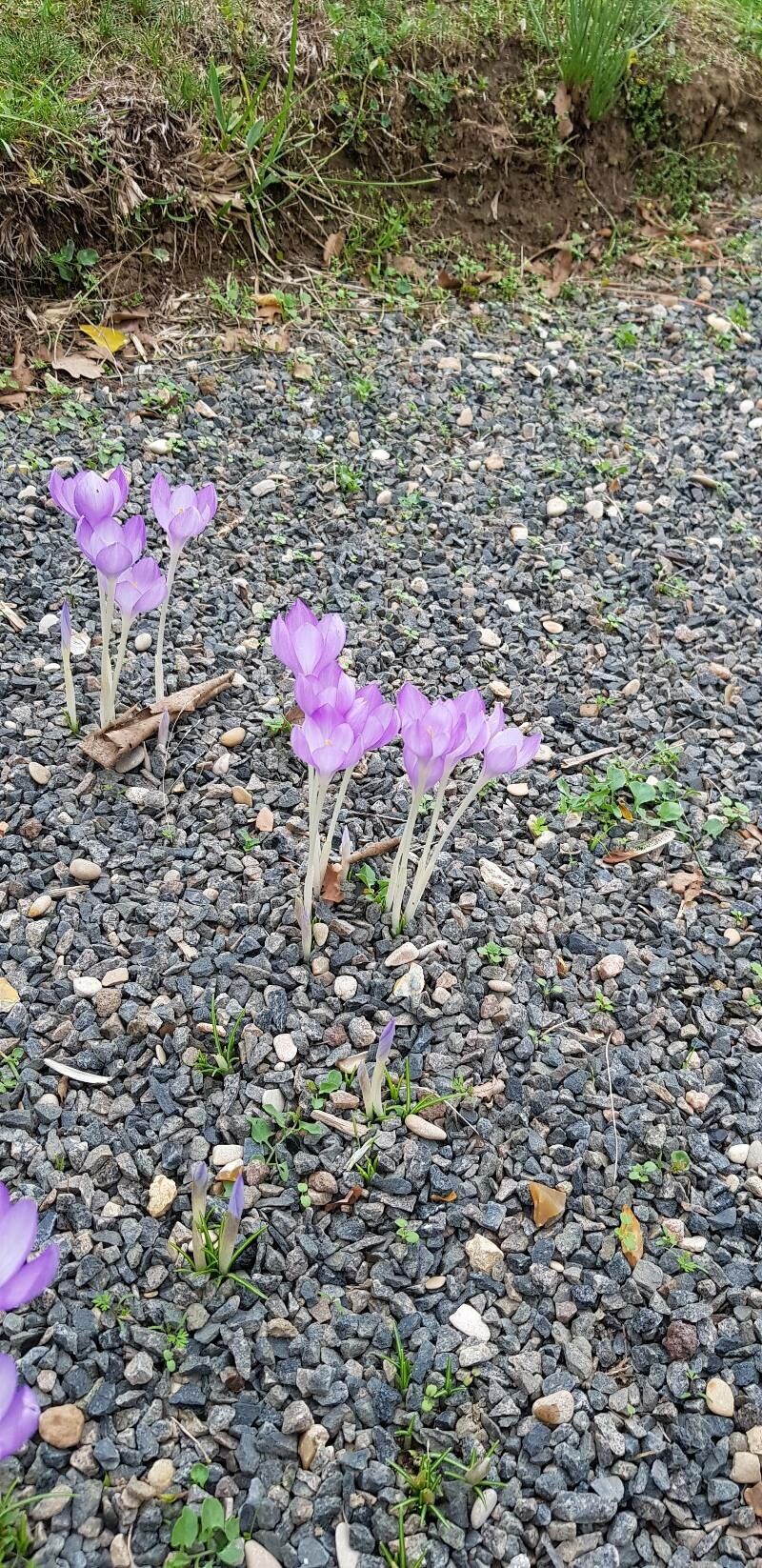Crocus goulimyi habit
