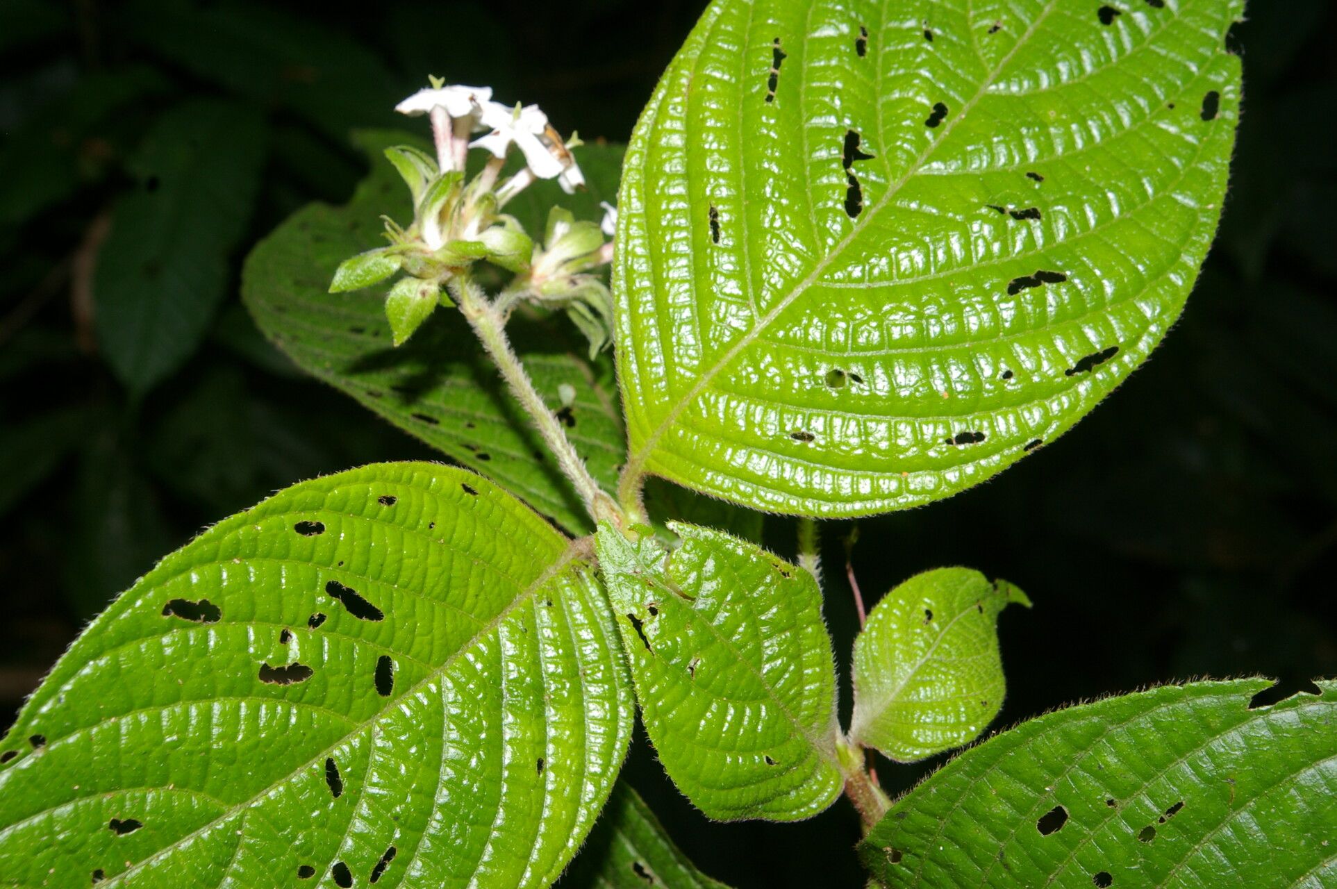 Arachnothryx chaconii — related species from the same genus