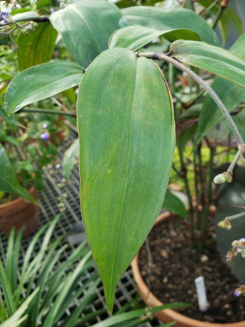 Dichorisandra penduliflora — houseplant care guide