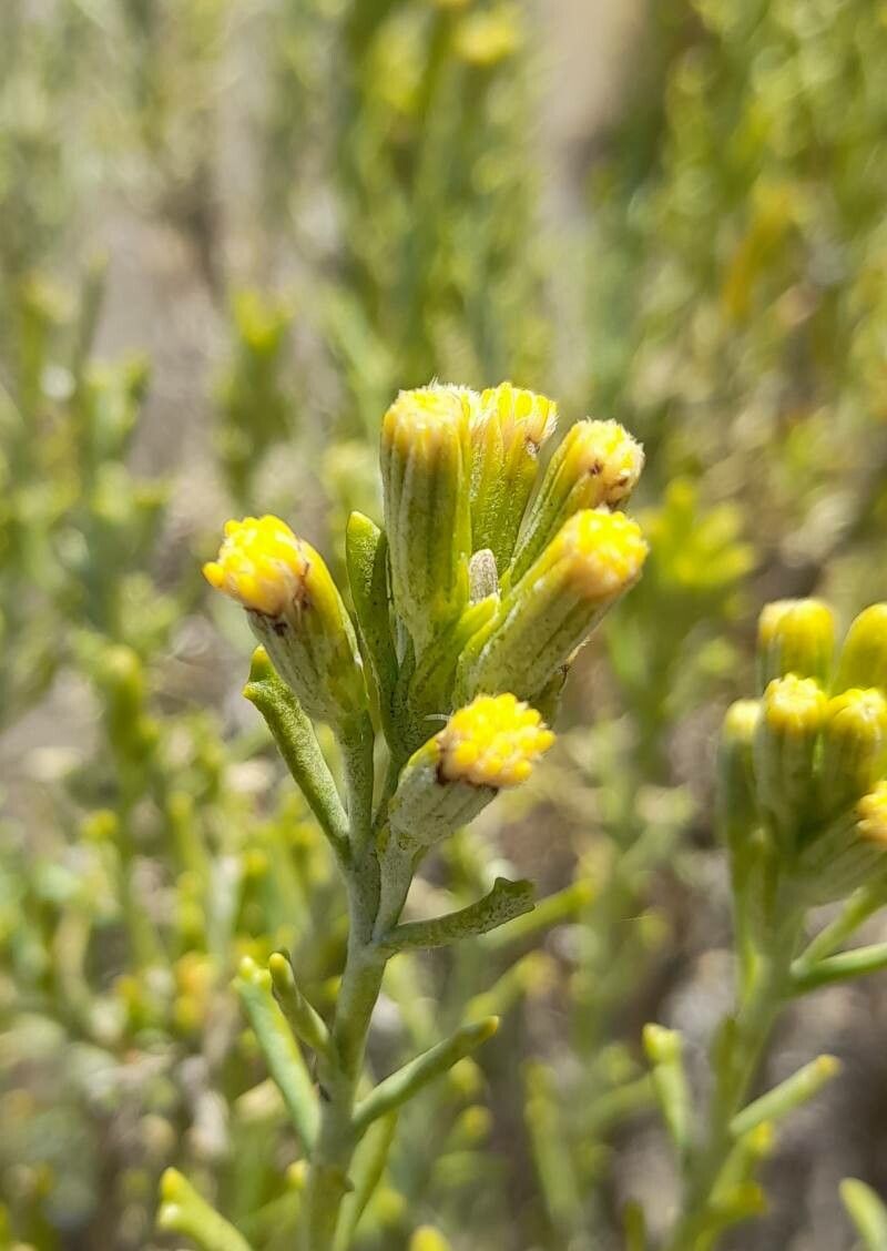 Senecio patagonicus flower