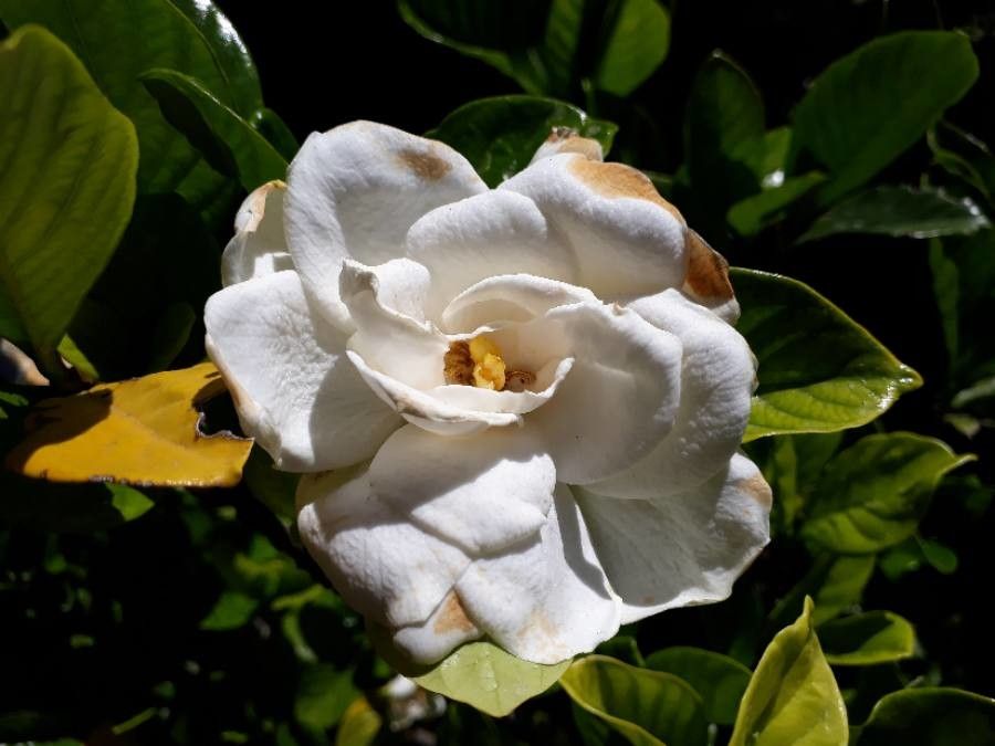 Gardenia augusta flower