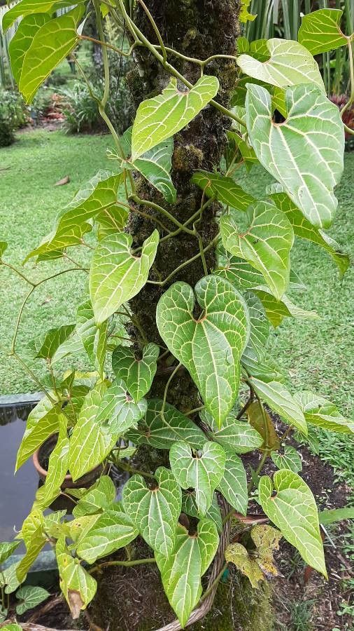 Aristolochia leuconeura leaf