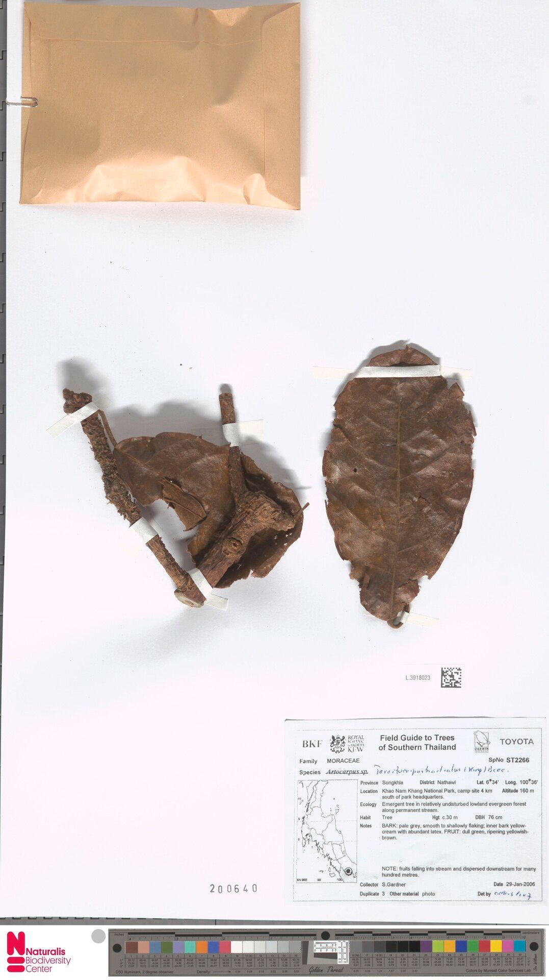 Parartocarpus bracteatus — related species from the same genus