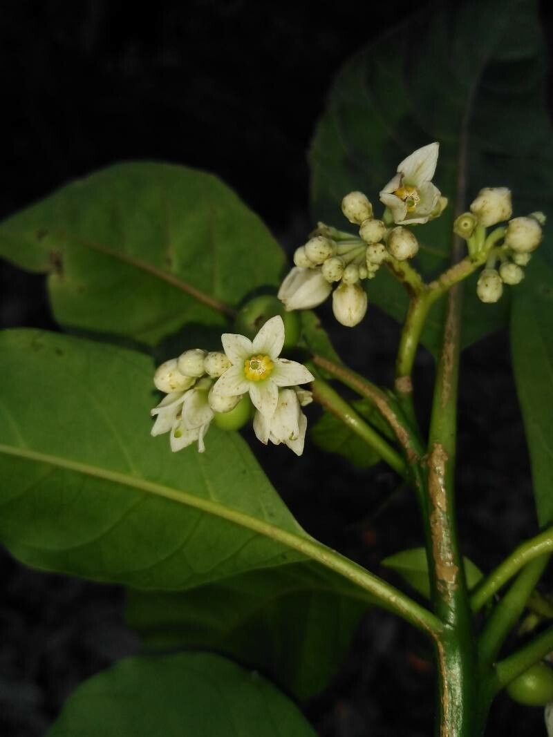Solanum rovirosanum flower