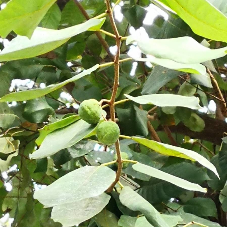 Terminalia chebula fruit