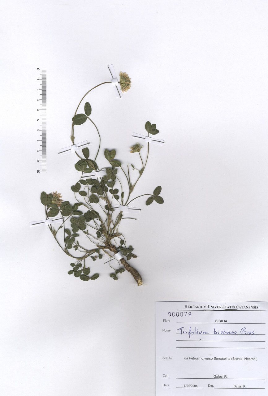 Trifolium bivonae — houseplant care guide