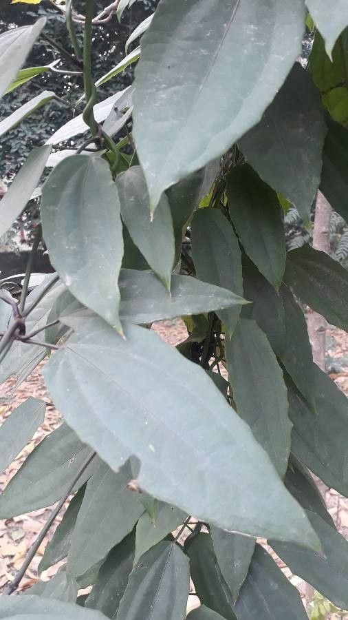 Thunbergia coccinea — search result for 'Thunbergia'