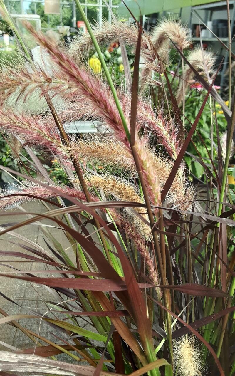 Cenchrus × cupreus habit