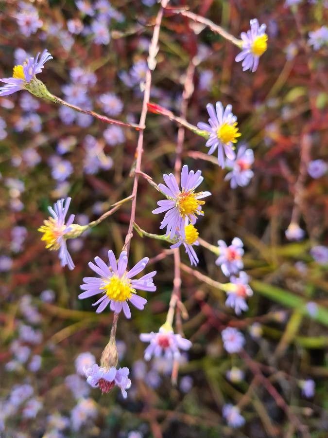 Symphyotrichum oolentangiense flower