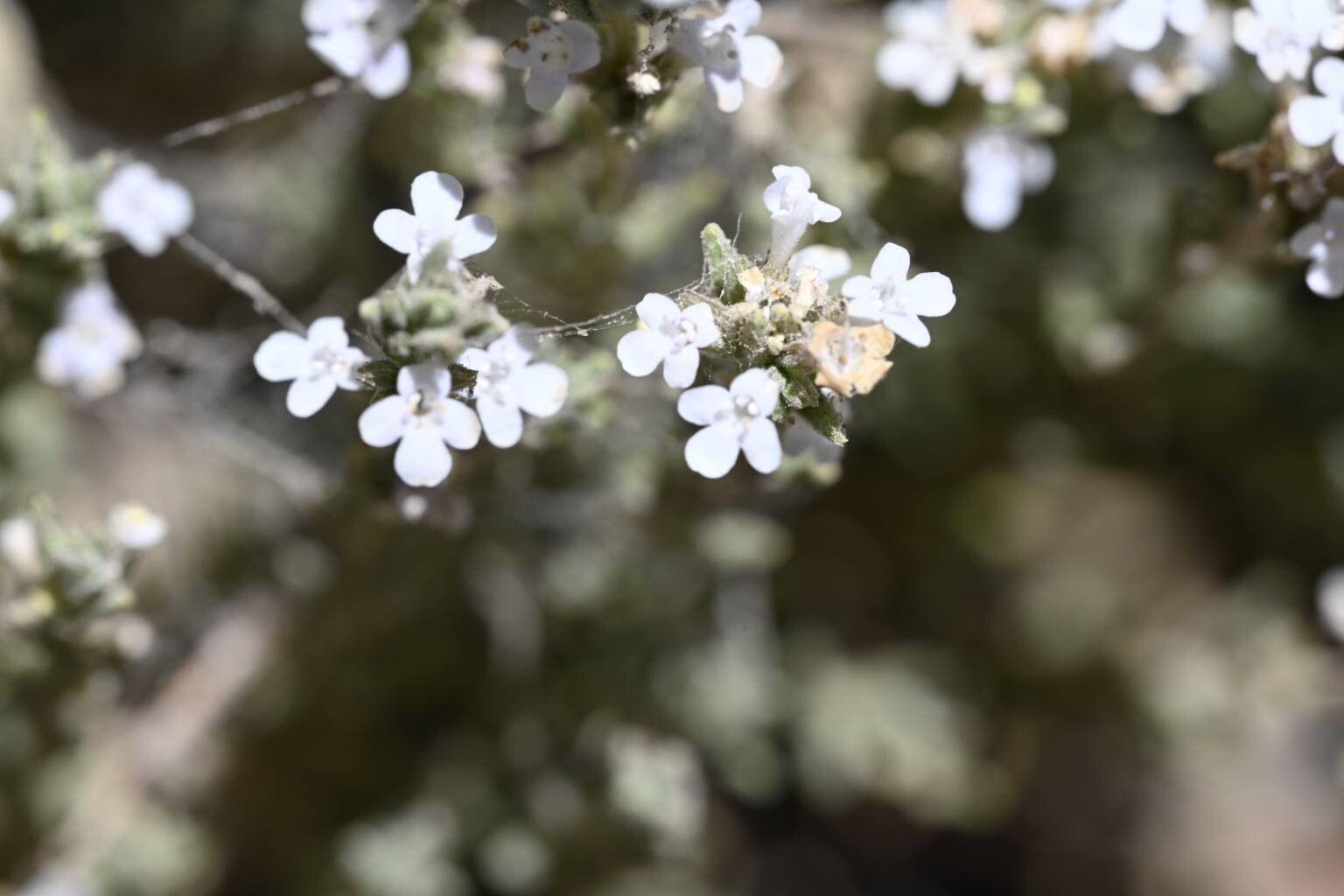 Micromeria lachnophylla flower
