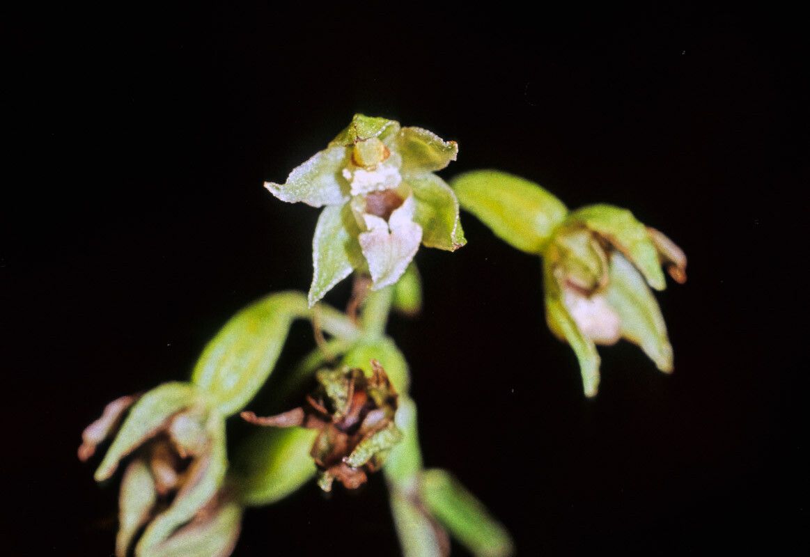 Epipactis leptochila flower