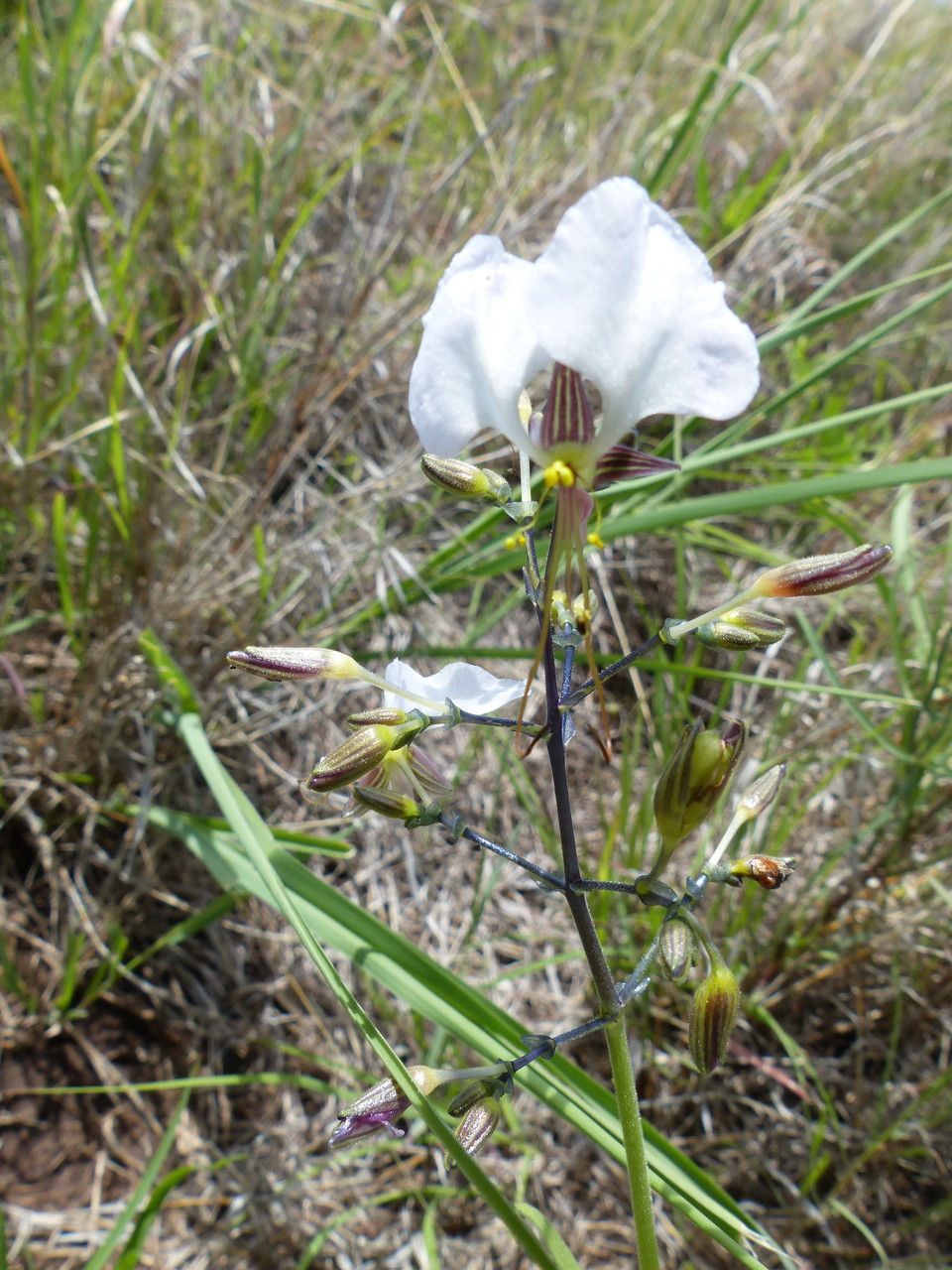 Aneilema brenanianum — related species from the same genus