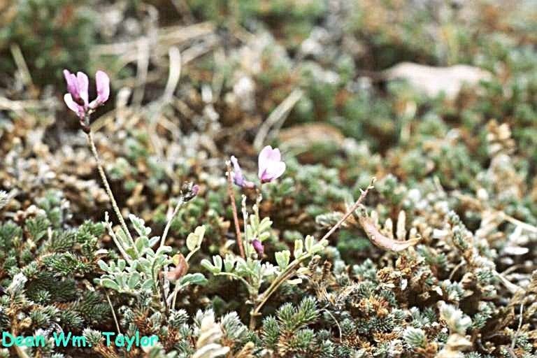 Astragalus pauperculus habit