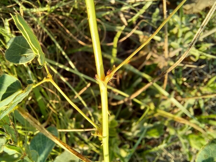 Mimosa glabra — search result for 'Mimosa'