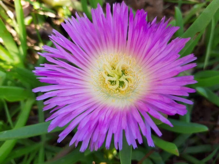 Podocarpus chinensis flower