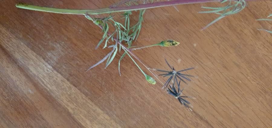 Bidens hildebrandtii fruit