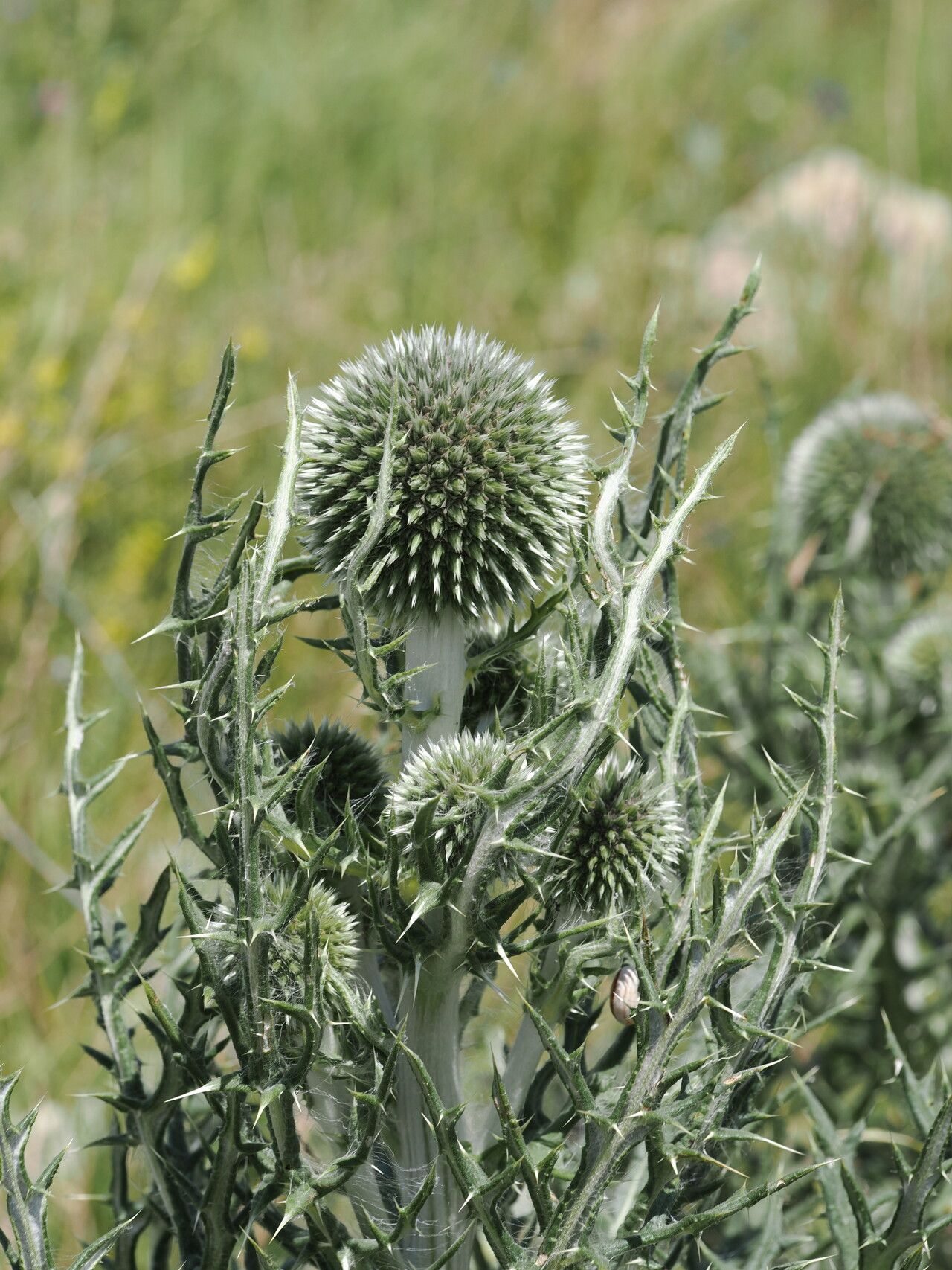 Echinops transcaucasicus — search result for 'Echinops'