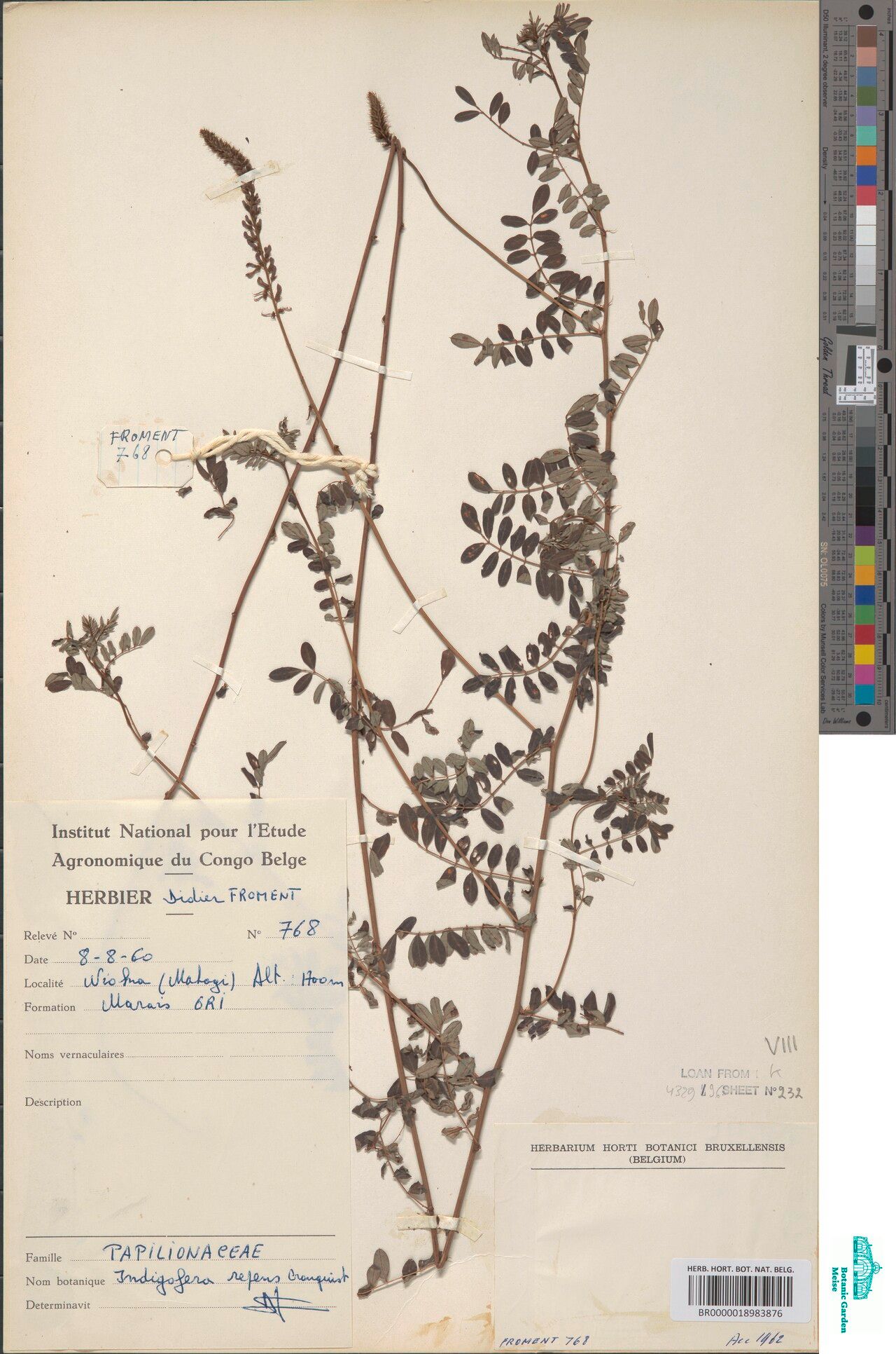 Indigofera repens — search result for 'Indigofera'