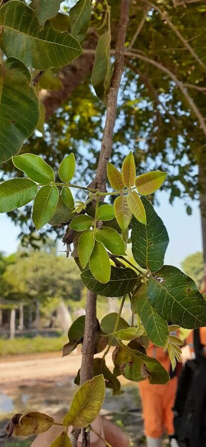 Astronium balansae leaf