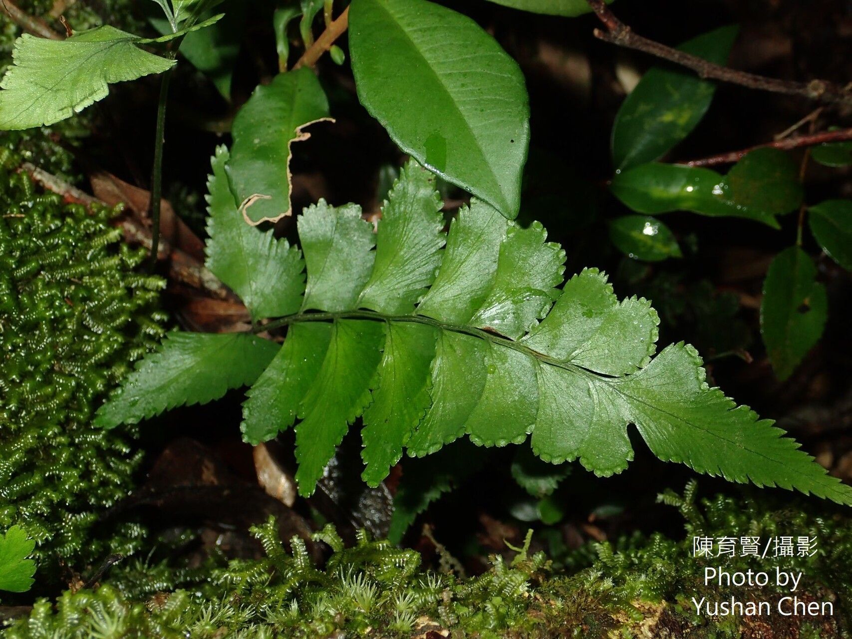 Lindsaea javanensis — houseplant care guide