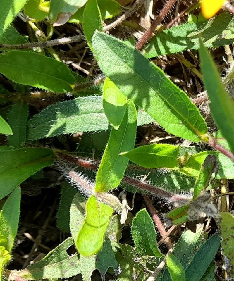 Aspilia pascalioides — search result for 'Aspilia'