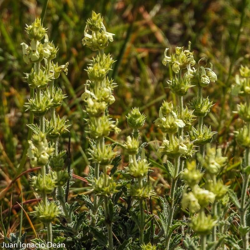 Sideritis fruticulosa flower