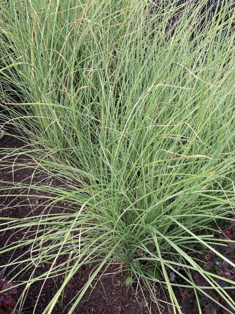 Beaucarnea hookeri bark