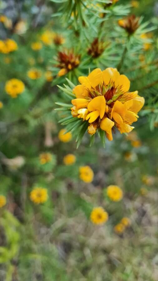 Pultenaea stipularis flower