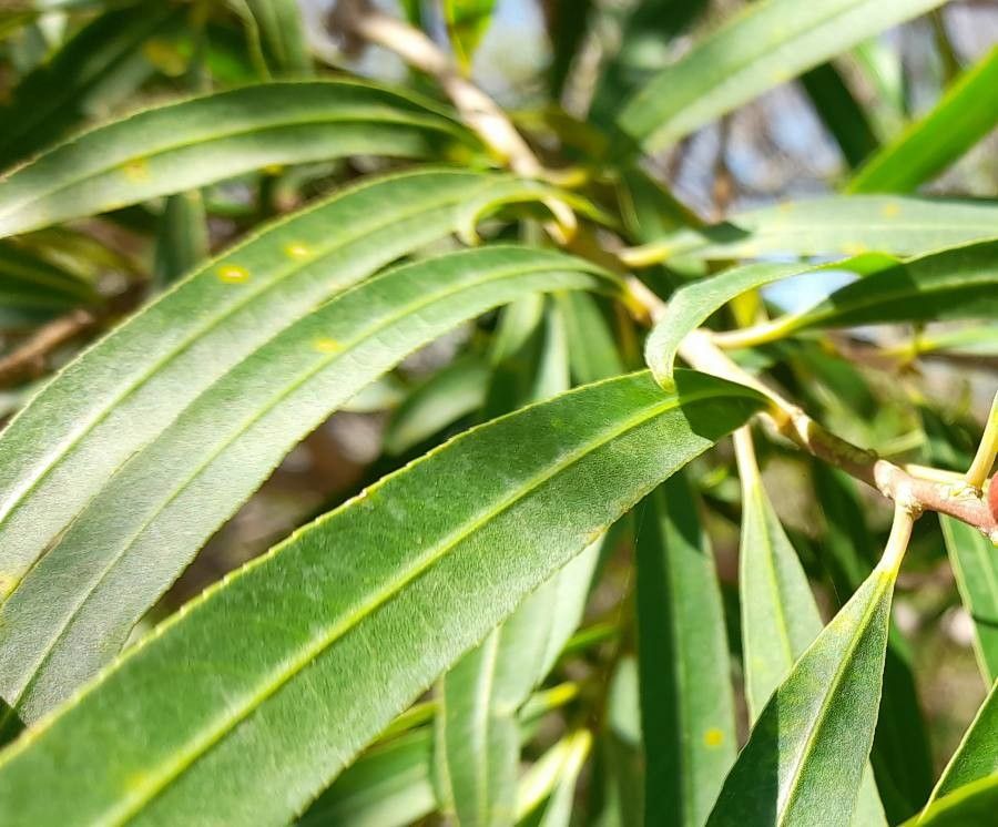 Salix humboldtiana leaf