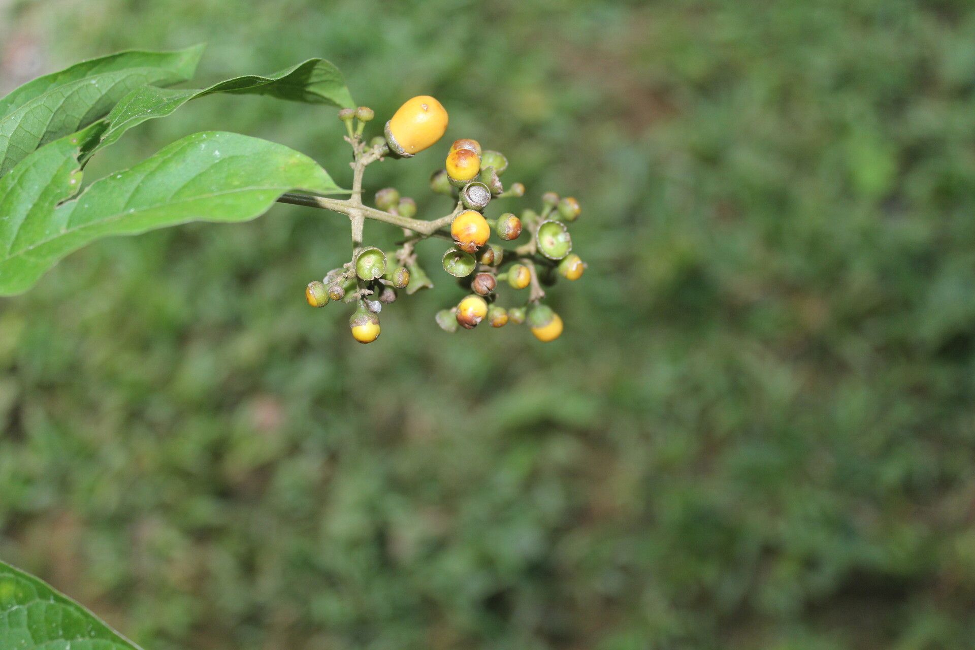 Aegiphila mollis fruit
