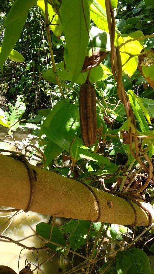 Aristolochia trilobata fruit