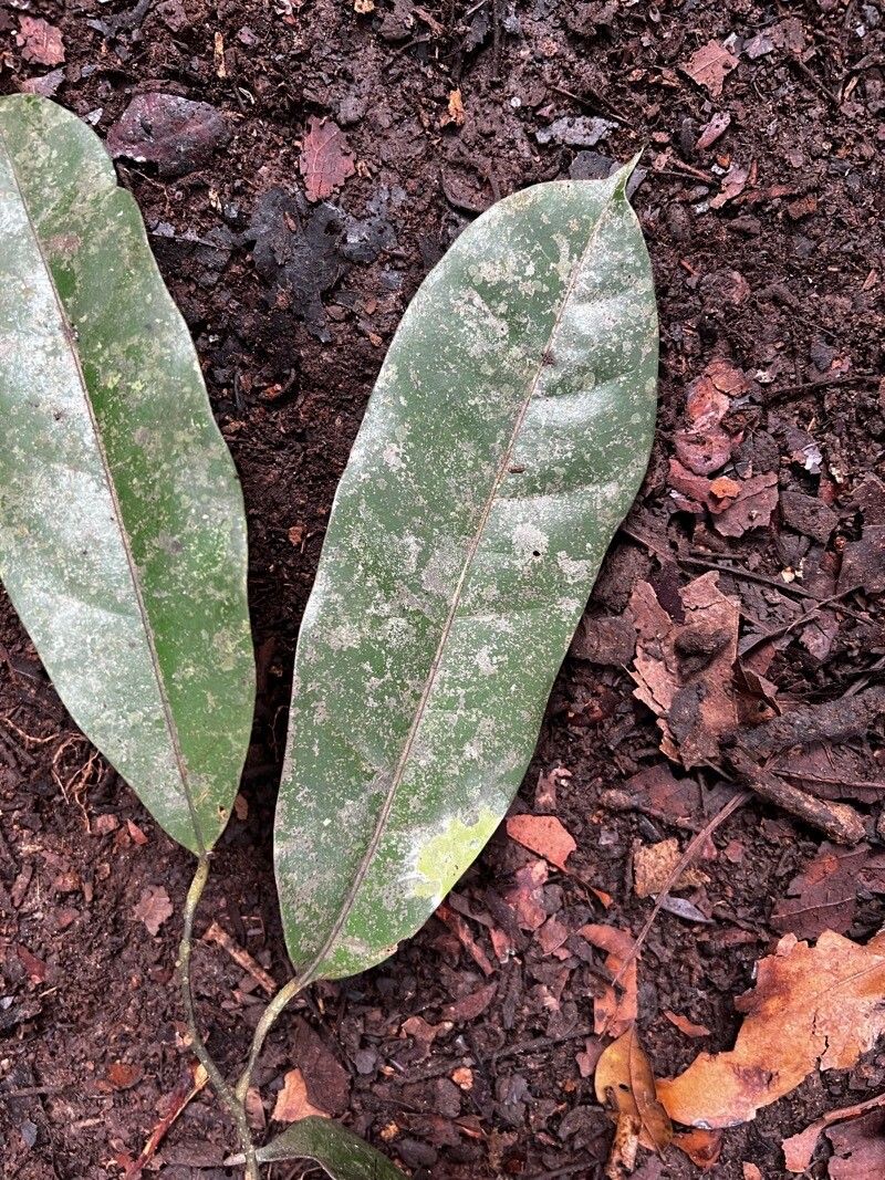 Oncoba flagelliflora leaf