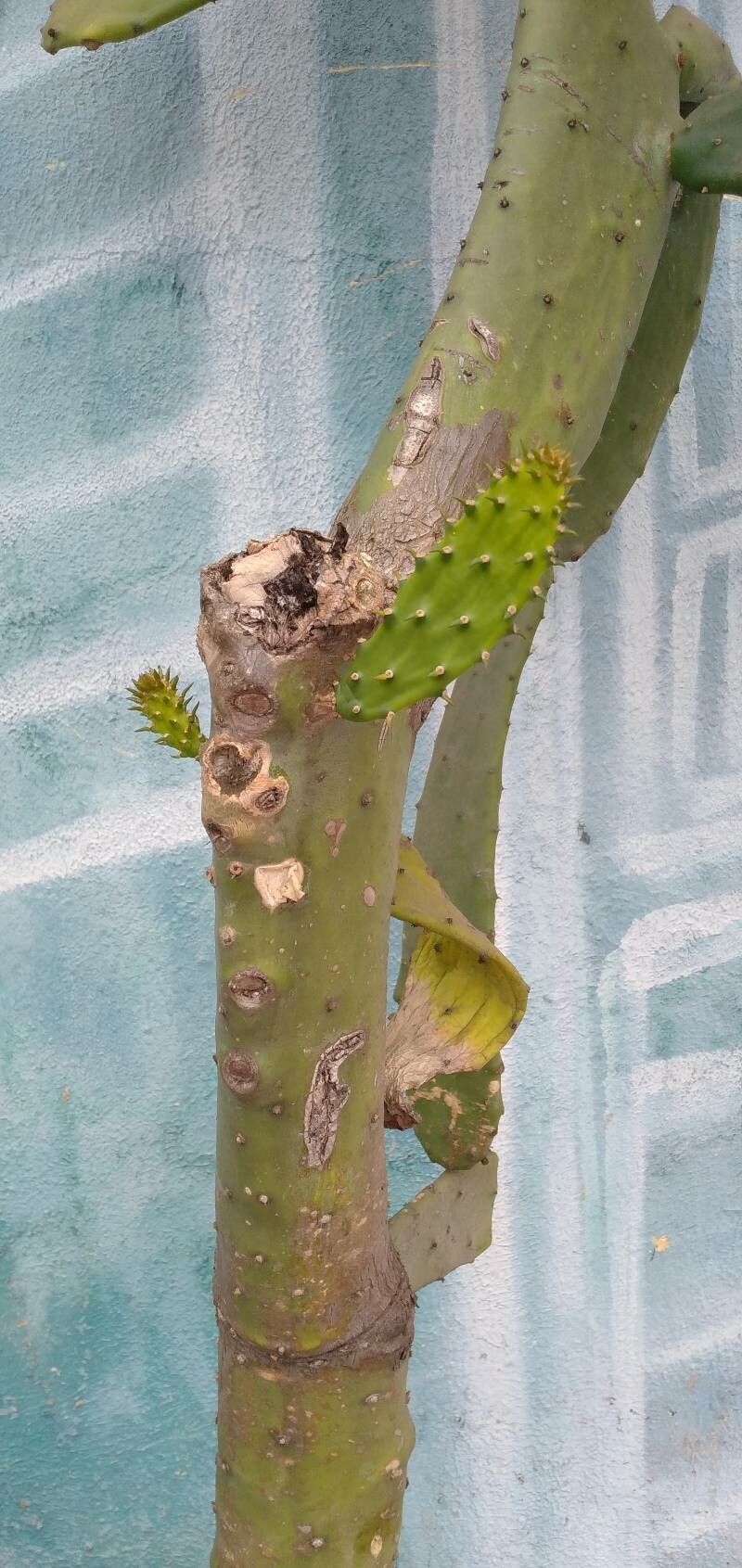 Opuntia cochenillifera leaf