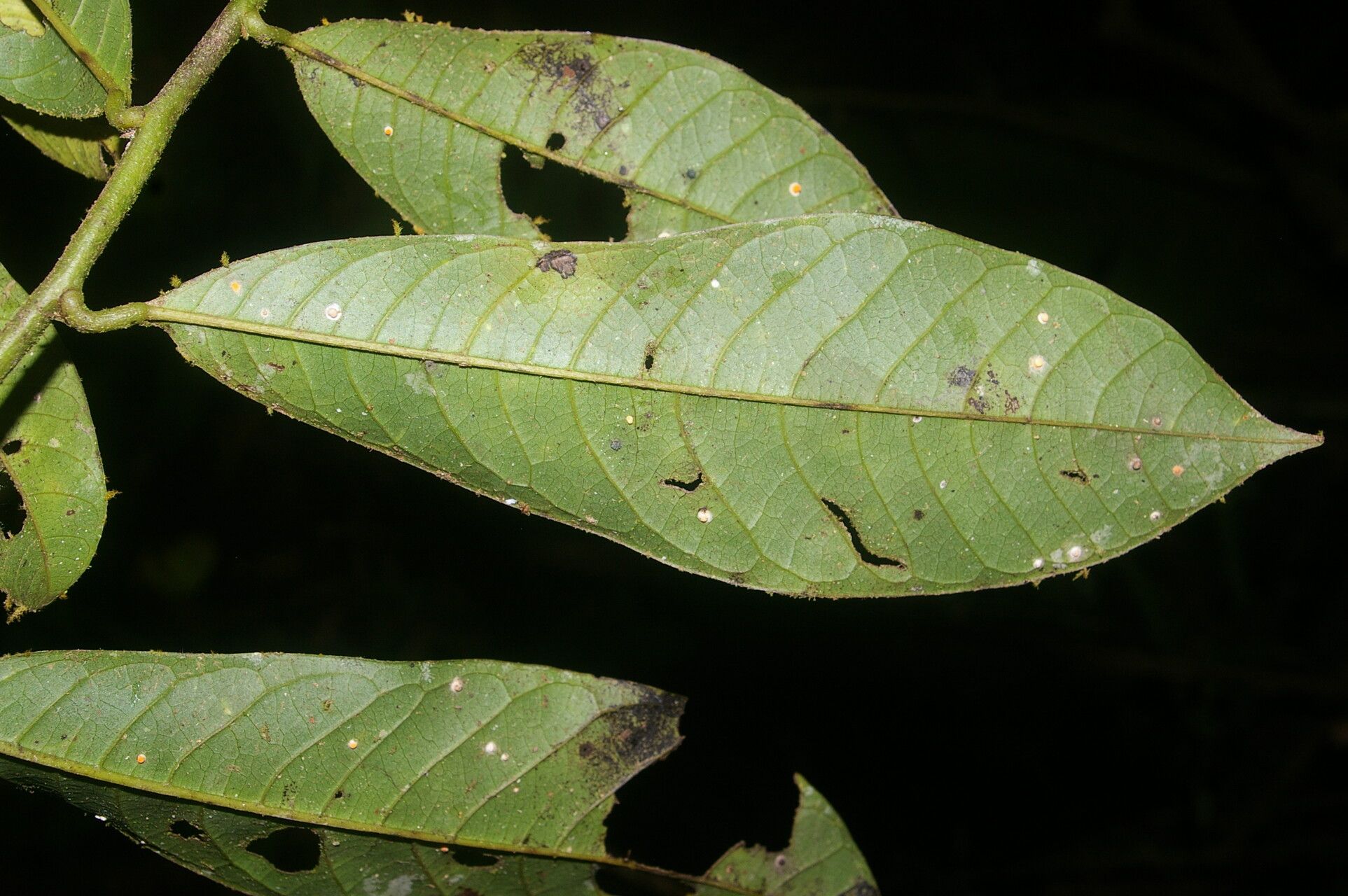 Guatteria panamensis — houseplant care guide