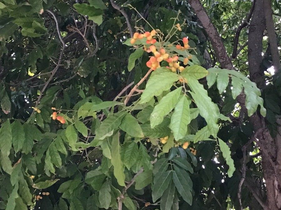 Harpullia arborea — search result for 'Sapindaceae'