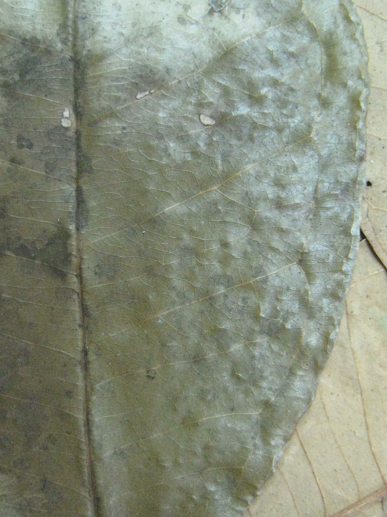 Eugenia omissa — houseplant care guide