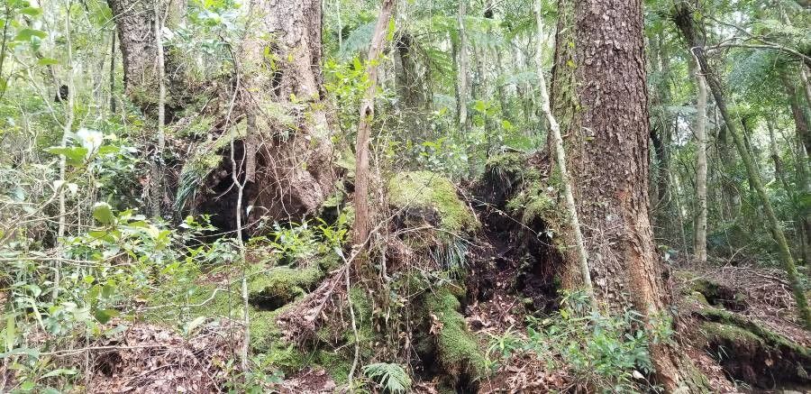 Nothofagus moorei habit