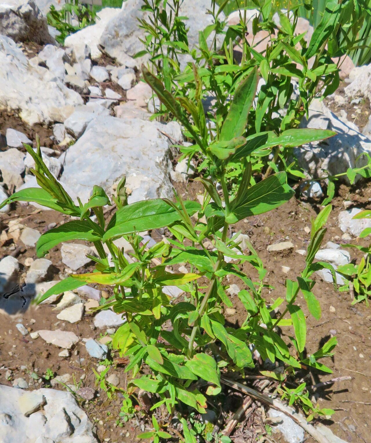 Hypericum przewalskii habit