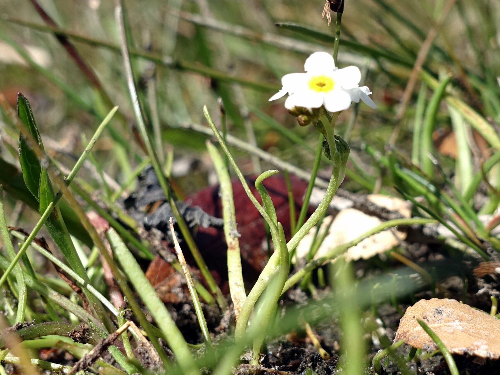 Plagiobothrys corymbosus habit
