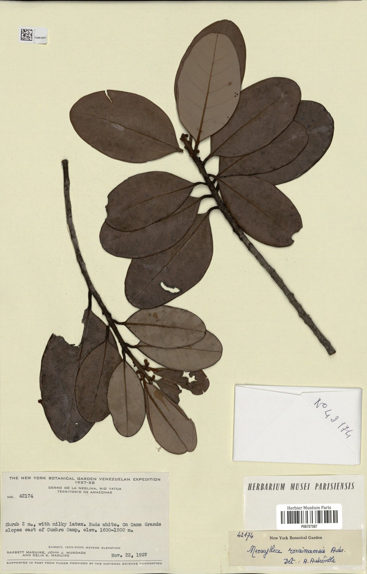 Pouteria rigida — houseplant care guide