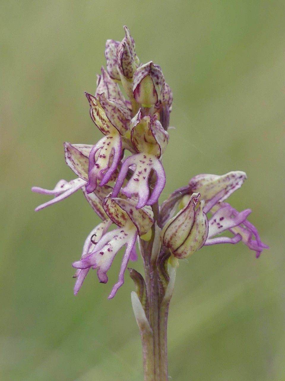Orchis x meilsheimeri flower