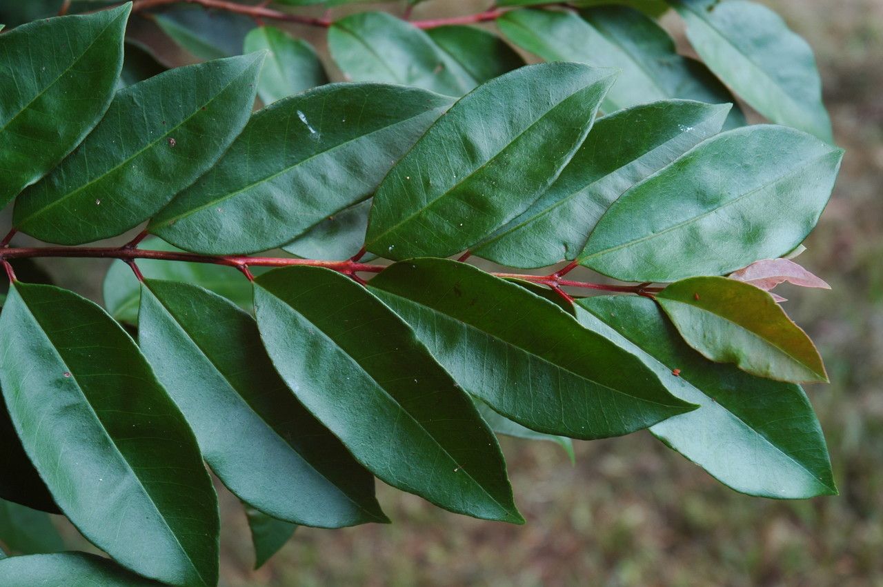 Psidium friedrichsthalianum — search result for 'Guatemala'