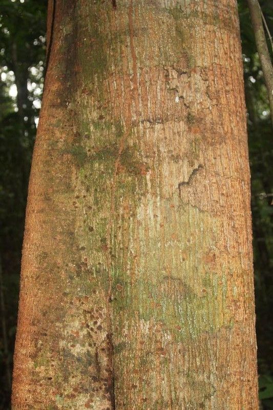 Tachigali richardiana bark