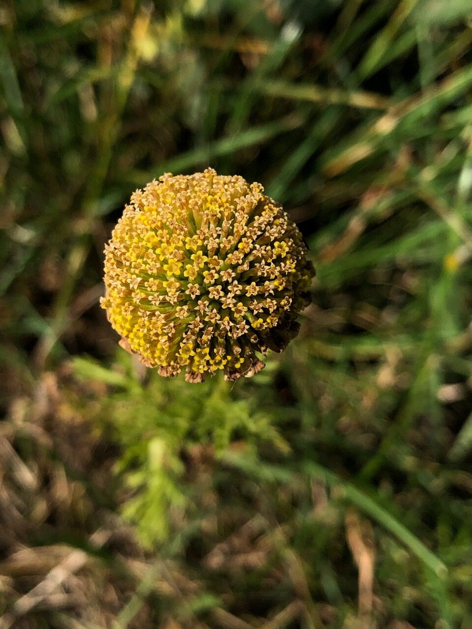 Anacyclus valentinus flower