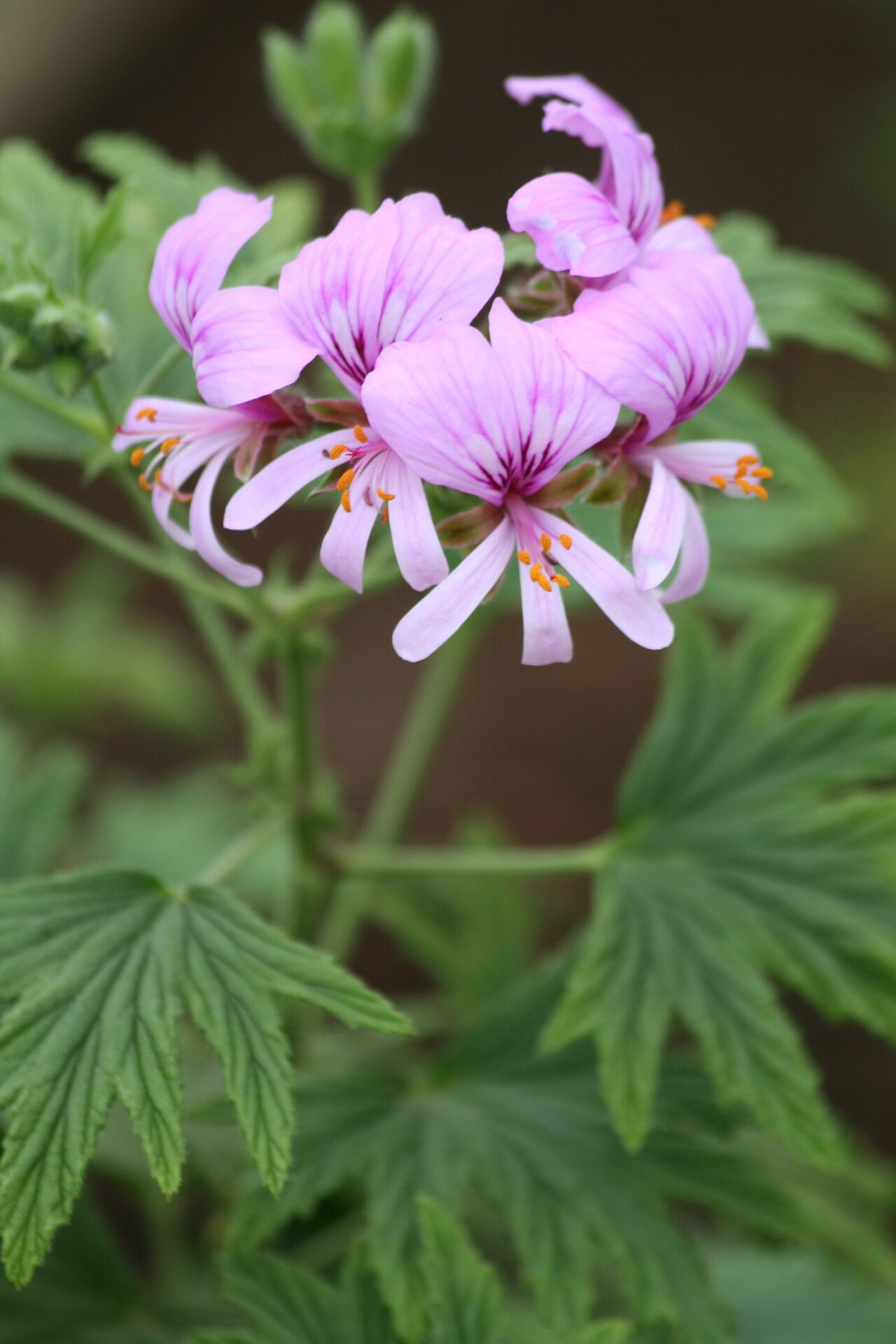 Pelargonium citronellum flower