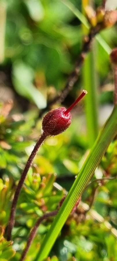 Phyllodoce caerulea fruit